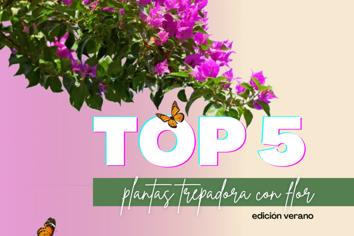TOP 5: Trepadoras de floración veraniega